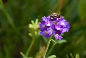 A bee sits on a lilac verbena flower