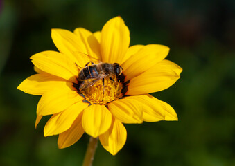 The bee sits on an open yellow gazania flower.