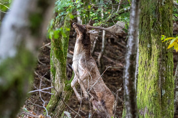 fallow deer in love season