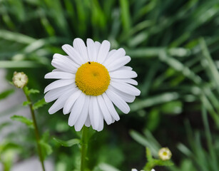 Fototapeta premium garden chamomile flower