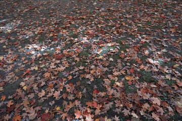 Beautiful Autumn Leaves on the ground at the High Park in Toronto Ontario Canada