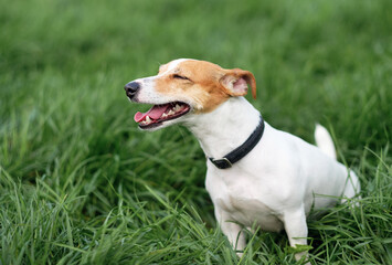Happy dog, jack russell in the grass