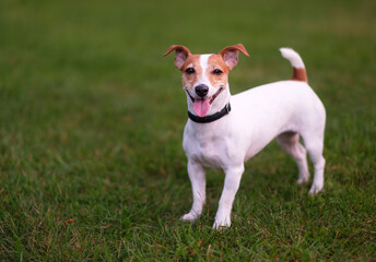 Happy dog, jack russell terrier on the green grass