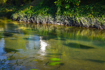 alligator in the pond