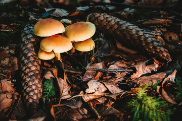 Hypholoma fasciculare green-leaved sulfur head fungus mushroom in colourful autumn forest