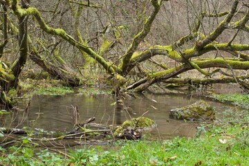 Bach erbst