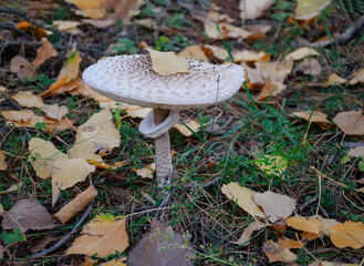 mushroom umbrella in autumn forest,