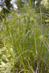 Closeup Carex grayi known as Gray's sedge with blurred background in garden