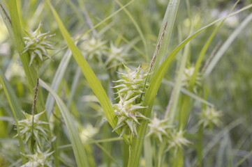 Closeup Carex grayi known as Gray's sedge with blurred background in garden