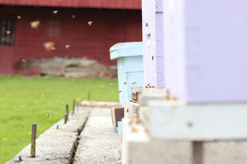 Obraz premium bee hives