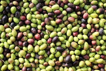 Harvested olives unloaded from truck to press hopper in olive oil mill in the outskirts of Athens in Attica, Greece.