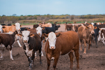 Vaca - Ternero - Novillo