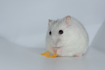 Fototapeta na wymiar Winter white hamster eat cornflakes