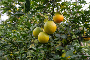 Close-up of unripe Newhall navel oranges in the orchard