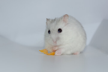 Winter white hamster eat cornflakes