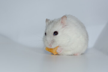 Winter white hamster eat cornflakes