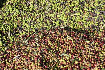 Harvested olives unloaded from truck to press hopper in olive oil mill in the outskirts of Athens in Attica, Greece.