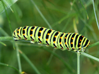 Raupe Schwalbenschwanz