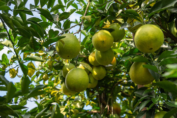 Close-up of unripe Newhall navel oranges in the orchard