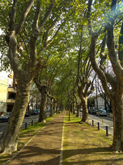 Camino Arbolado - La Plata, Buenos Aires