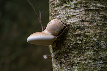 Fomitopsis betulina birch pore fungus mushroom in colourful autumn forest