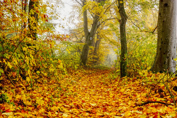 Herbst Blätter