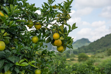Close up of the growing oranges in the plantation.