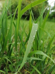 dew on grass