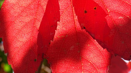 red leaf background