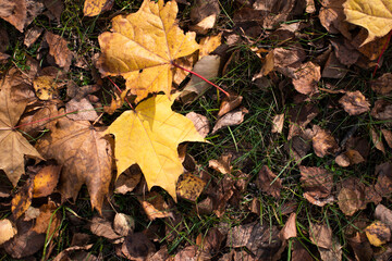 bright autumn carpet of fallen maple leaves from trees. state of nature in mid-autumn. the view from the top