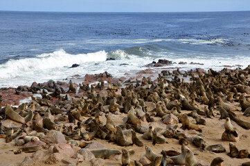 Fototapeta na wymiar Big colony of Cape Fur Seals (Arctocephalus pusillus) laying on the beach near Atlantic ocean with big waves crashing on the coast, Cape Cross Seal Reserve, Skeleton Coast, Namibia, Africa