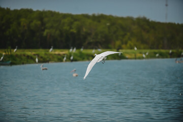 Zoom shot of a white bird flying on the clear water. The river is still and has a stripe pattern. The edges of the picture have a vignette. Idea for poultry background with copy space.