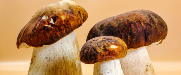 panoramic closeup of a group Porcini mushroom edible fungi isolated on a beige background