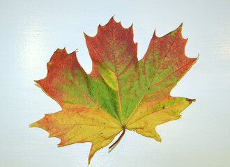 Maple leaf of green, yellow and red colors isolated against white wooden background. Golden autumn. Thanksgiving day. 