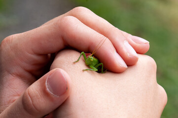 Grashüpfer schaut aus einer Kinderhand hervor
