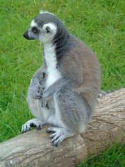 Naklejka na ściany i meble Ring-Tailed Lemur