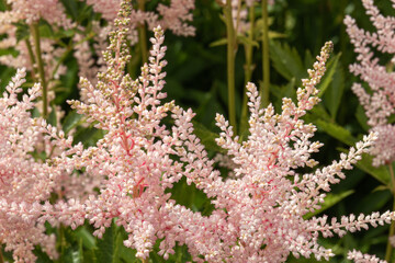 beautiful,unusual, natural, pink,bright, flower with plants in the garden in summer with texture