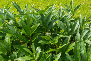 beautiful, natural, green, bright flowers, plants and grass in the garden,Park,in summer