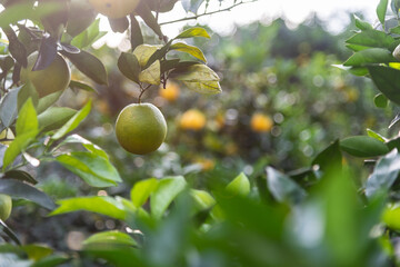 Close-up of unripe Newhall navel oranges in the orchard