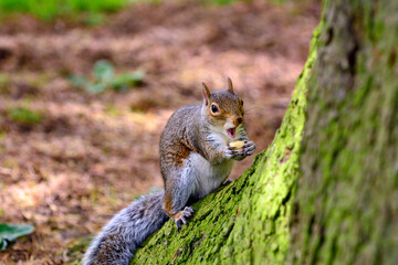 Squirrel eating