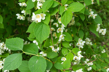 beautiful, natural, with a wonderful aroma of Jasmine flowers on a tree in the summer in the garden,Park