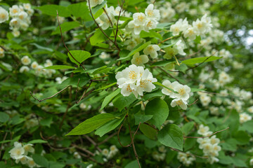 beautiful, natural, with a wonderful aroma of Jasmine flowers on a tree in the summer in the garden,Park