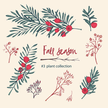 Set of twigs, berries, and leaves of autumn plant. Hand-drawn vintage sketch botanical illustration. Engraving style. Pure organic eco herbs Flat color vector isolated on beige background.