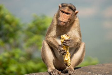 Common langur munching on corn