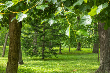 beautiful, natural,green trees,plants,grass during the day in the Park in summer
