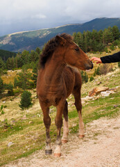 Hand of a man touching little brown horse