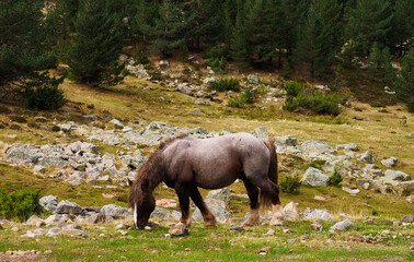 Grey horse on the mountains