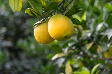 Close up of Newhall navel oranges ready to ripen on the tree.
