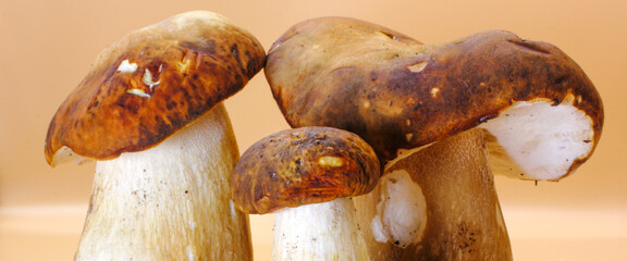 panoramic closeup of a group Porcini mushroom edible fungi isolated on a beige background
