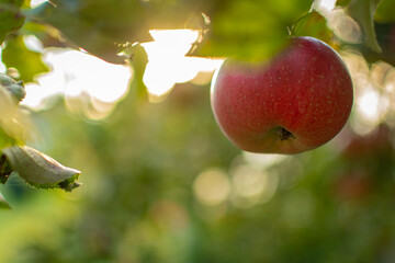 Garten-Apfel